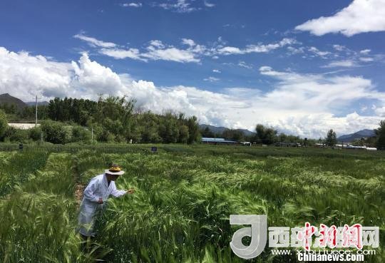 西藏與9家國家重點實驗室合力促青稞增產(chǎn)、牦牛育肥