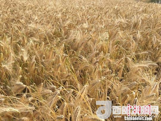 2017年西藏青稞種植面積達210多萬畝，占糧食播種面積的75%。圖為成熟期的青稞?！⊥跤窳?攝