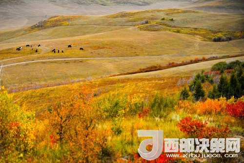 錫林郭勒草原國家級自然保護區(qū)。吳勇攝