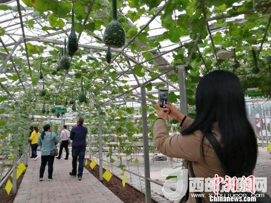 山西省郵政管理局積極推動(dòng)“一市一品”農(nóng)特產(chǎn)品進(jìn)城項(xiàng)目。 資料圖 楊杰英 攝