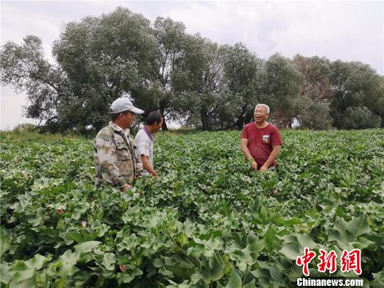 遠(yuǎn)改忠在棉花地里為連隊(duì)職工分享種植經(jīng)驗(yàn)?！“叉陆?攝