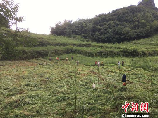 貴州同威生物科技有限公司天麻種植基地?！≈軏?攝